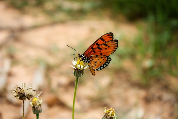 vedi una farfalla arancione seduta su un fiore giallo al centro dell'immagine e lo sfondo è sfocato