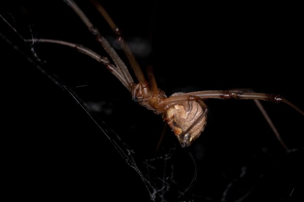 Vedova bruna adulta femmina della specie Latrodectus geometricus