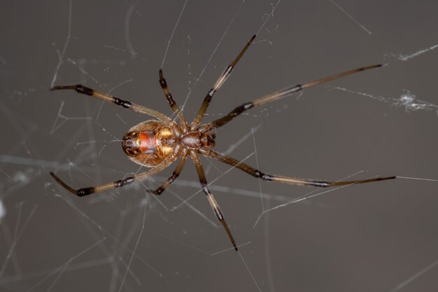 Vedova bruna adulta femmina della specie Latrodectus geometricus