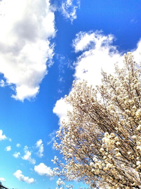Veduta a bassa angolazione degli alberi contro il cielo blu