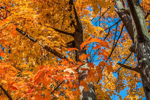 Veduta a bassa angolazione degli alberi contro il cielo blu