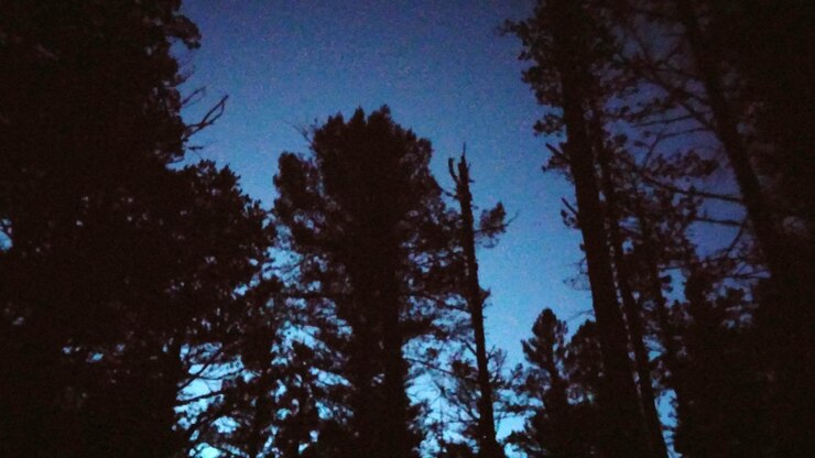 Foto veduta a bassa angolazione degli alberi contro il cielo blu