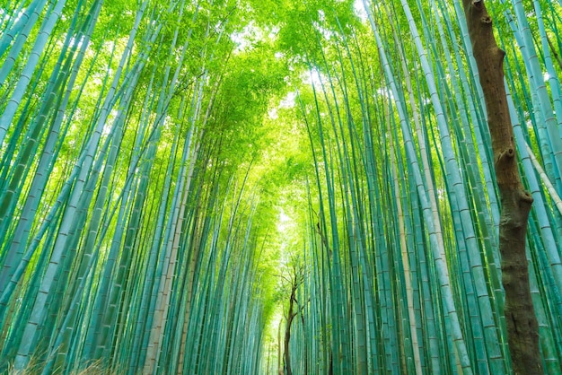 Veduta a bassa angolazione degli alberi di bambù nella foresta