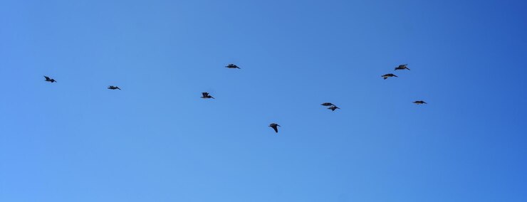 Foto veduta a bassa angolazione degli uccelli che volano nel cielo