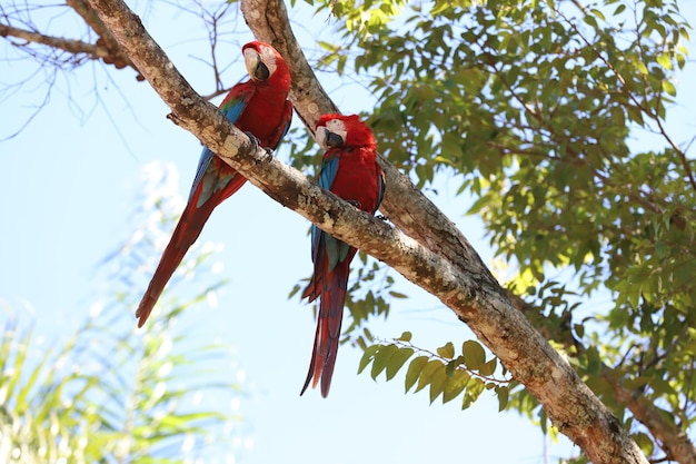 Veduta a bassa angolazione di un uccello appollaiato su un albero