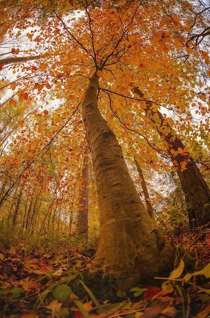 Veduta a basso angolo degli alberi autunnali