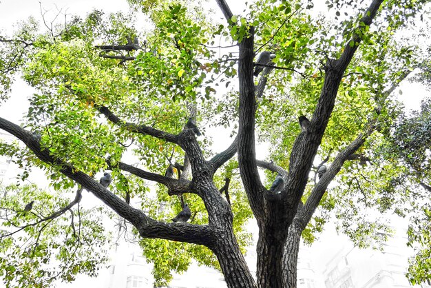 Veduta a basso angolo degli alberi