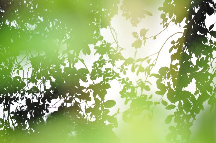 Foto veduta a basso angolo degli alberi
