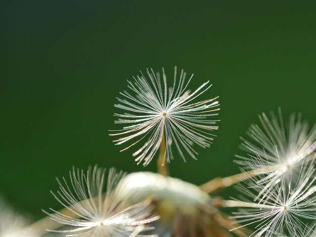 Veduta a basso angolo delle teste dei fiori