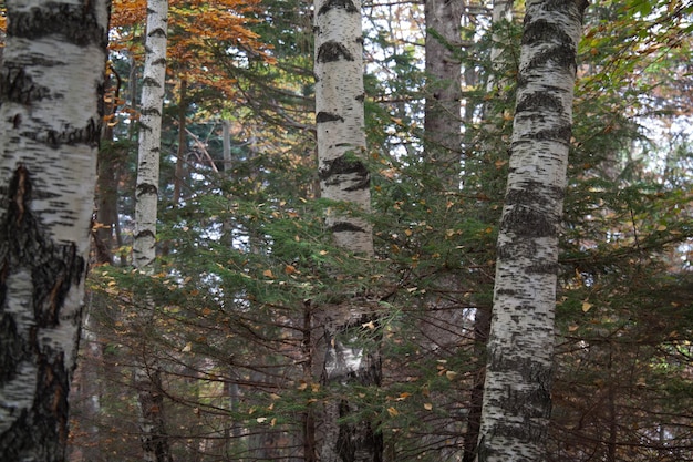 Veduta ad angolo basso degli alberi nella foresta