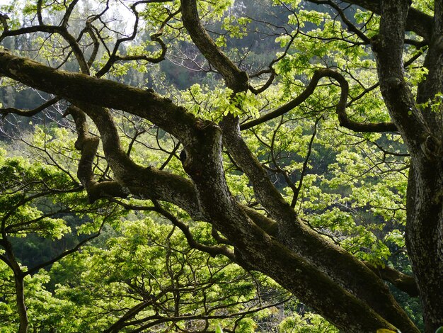 Veduta ad angolo basso degli alberi nella foresta