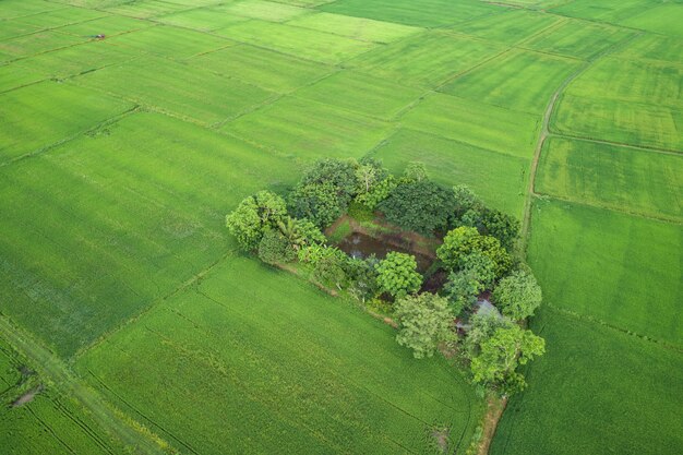 Veduta aerea dal drone volante. Bella area verde del giovane campo di riso o prato nella stagione delle piogge