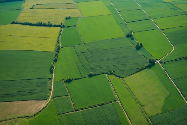 Veduta aerea dall'uccello della campagna verde del campo agricolo