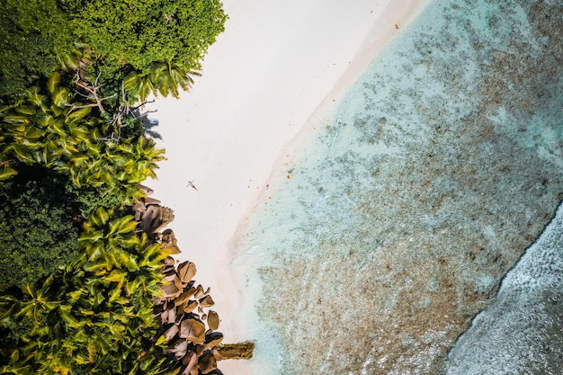 Veduta aerea degli alberi che crescono sulla spiaggia