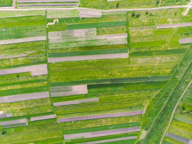 Veduta aerea dei campi coltivati