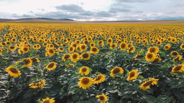 Veduta aerea dei girasoli