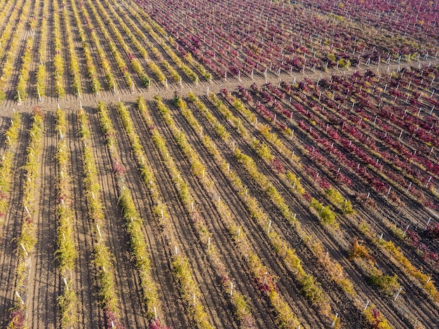 Veduta aerea del bellissimo paesaggio dei vigneti in autunno Fotografia del drone dall'alto