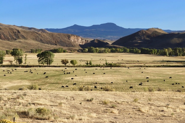 Veduta aerea del bestiame che pascola sulla terraferma