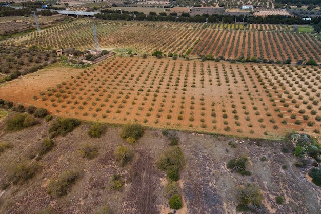 Veduta aerea del campo di ulivi