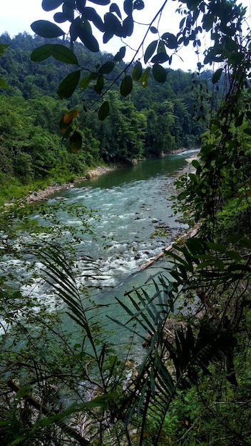 Veduta aerea del fiume nella foresta verde tropicale con le montagne sullo sfondo