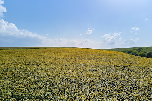 Veduta aerea del grande campo agricolo con piante di girasole in crescita