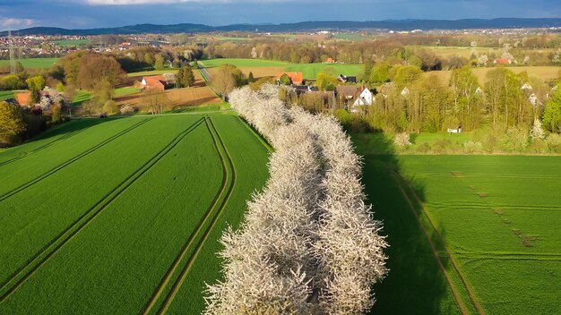 Veduta aerea del paesaggio primaverile da un drone una strada tra i ceri in fiore vicino al villaggio e ai campi verdi della campagna tedesca