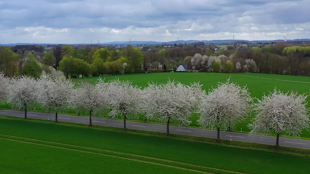 Veduta aerea del paesaggio primaverile da un drone una strada tra i ceri in fiore vicino al villaggio e ai campi verdi della campagna tedesca