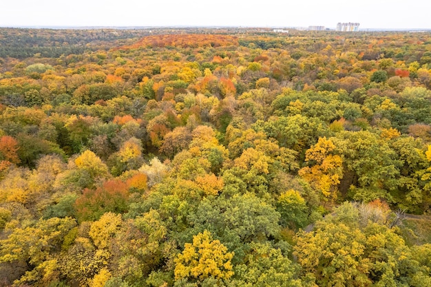 Veduta aerea del parco cittadino d'autunno