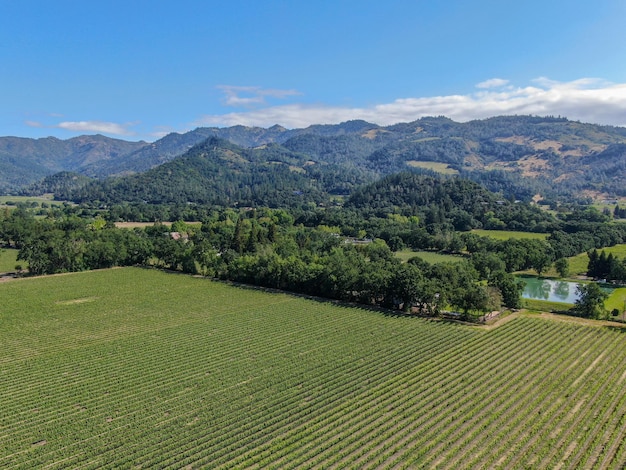 Veduta aerea del vigneto di vino nella Napa Valley durante la stagione estiva Napa County nel vino della California