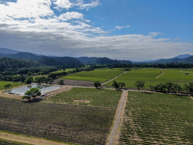 Veduta aerea del vigneto di vino nella Napa Valley durante la stagione estiva Napa County nel vino della California