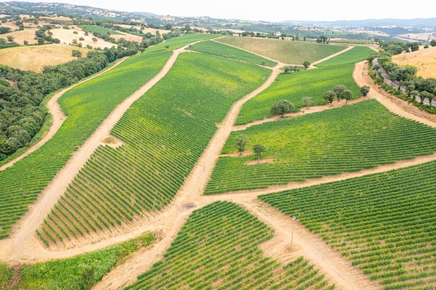 Veduta aerea del vigneto toscano