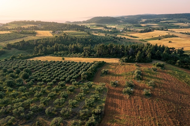 Veduta aerea della campagna con campo e uliveto Calcidica Grecia