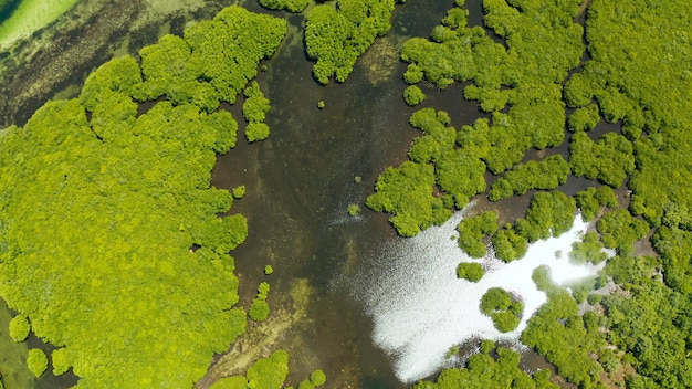 Veduta aerea della foresta di mangrovie e del fiume