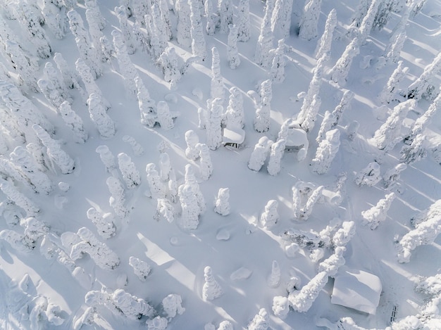 Veduta aerea della foresta invernale coperta di neve in Finlandia Lapponia Fotografia con drone Vista dall'alto