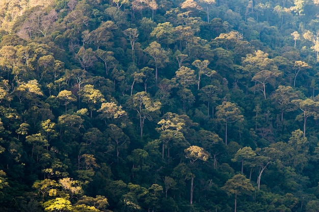 Veduta aerea della foresta, struttura della foresta in una veduta aerea, Thailandia