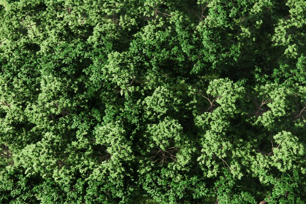 Veduta aerea della foresta tropicale sullo sfondo