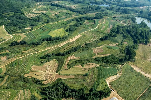 Veduta aerea della piantagione agricola