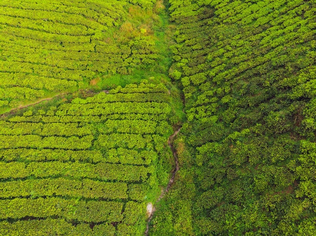 Veduta aerea della piantagione di tè, ripresa da un drone