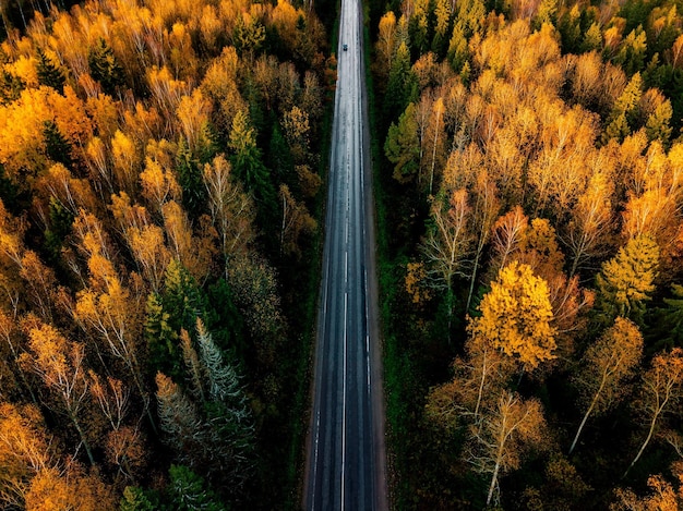 Veduta aerea della strada nella bellissima foresta autunnale nella Finlandia rurale Bellissimo paesaggio con strada rurale e alberi con foglie colorate