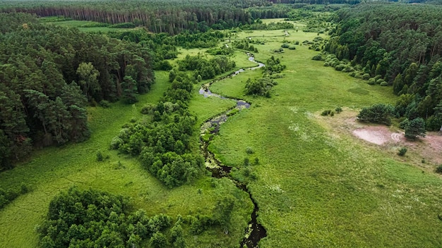 Veduta aerea delle paludi fluviali e della foresta