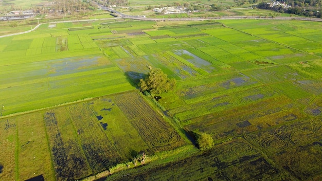 Veduta aerea delle risaie allagate