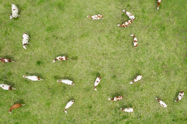 Veduta aerea di mucche in un campo