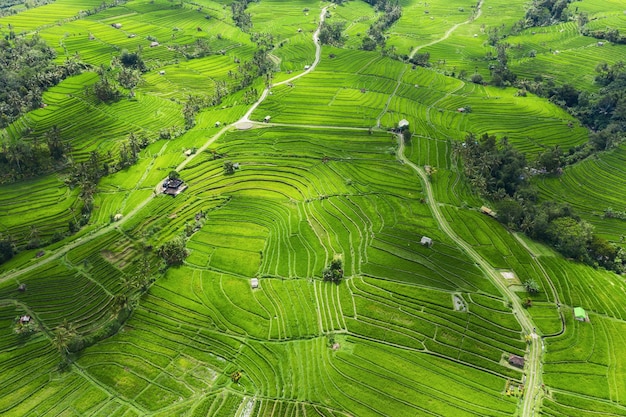 Veduta aerea di terrazze di riso Paesaggio con drone Paesaggio agricolo dall'aria Terrazze di riso in estate Patrimonio mondiale dell'UNESCO Jatiluwih rise Terrace Bali Indonesia Travel image