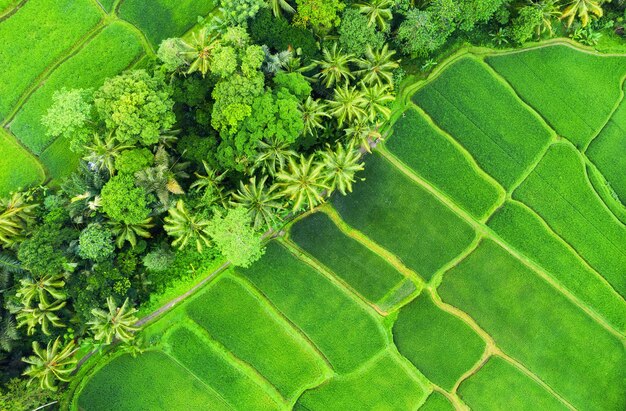 Veduta aerea di terrazze di riso Paesaggio con drone Paesaggio agricolo dall'aria Terrazze di riso in estate Patrimonio mondiale dell'UNESCO Jatiluwih rise Terrace Bali Indonesia Travel image