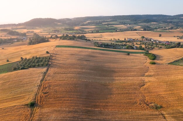 Veduta aerea di un'area rurale all'alba con campi dorati e piantagioni di ulivi