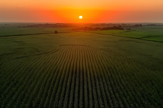 Veduta aerea di un campo di canna da zucchero all'alba Agricoltura brasiliana