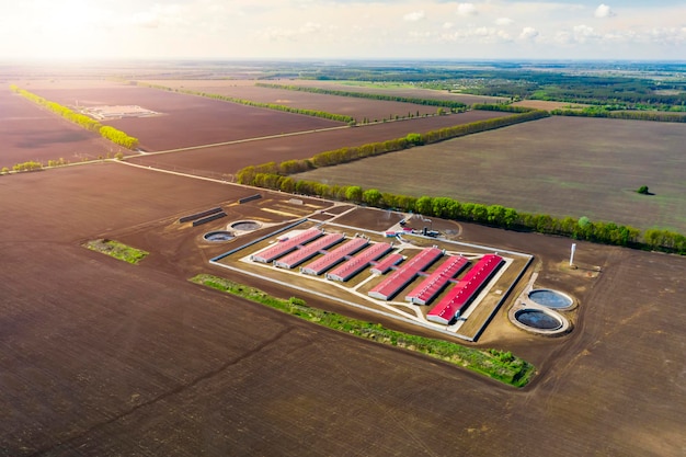 Veduta aerea di un grande allevamento di suini in un campo agricolo in primavera