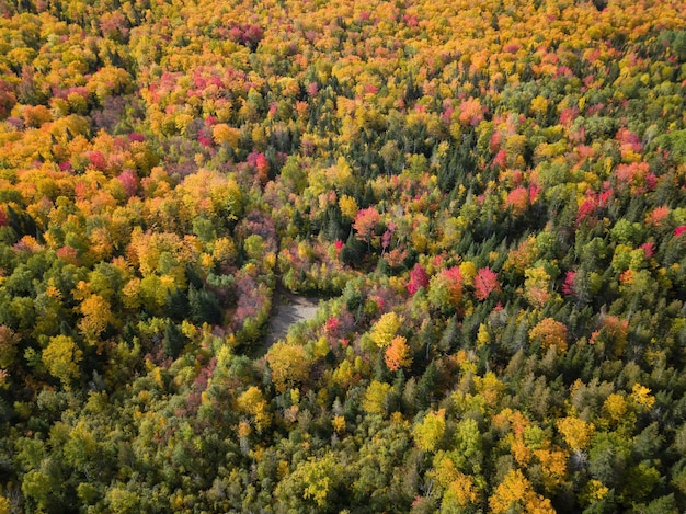 Veduta aerea di un paesaggio canadese durante la stagione dei colori autunnali