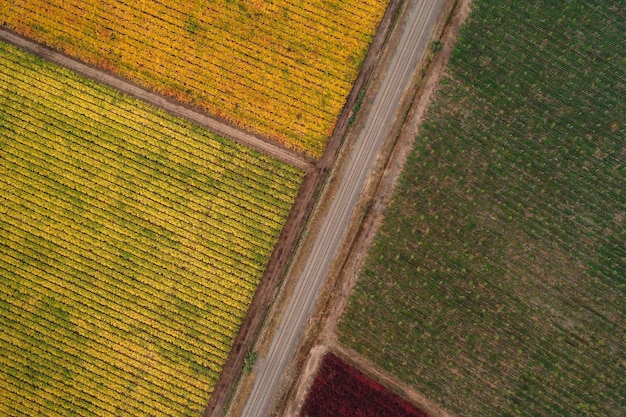 Veduta aerea di un vigneto in autunno in Cile Vista dall'alto