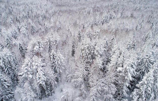 Veduta aerea di una foresta decidua innevata Paesaggio invernale Le cime degli alberi sono ricoperte di neve bianca